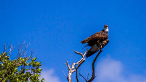 Osprey On Tree Everglades National Park Wallpaper