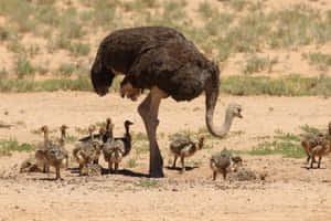 Ostrich_and_ Chicks_in_ Desert_ Habitat.jpg Wallpaper