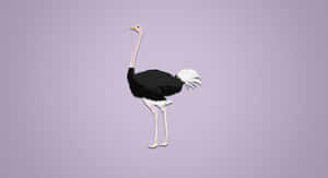 Ostrich Illustration Purple Background Wallpaper