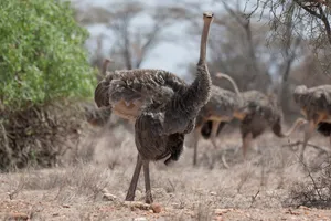 Ostrich Standing Tallin Savannah Wallpaper