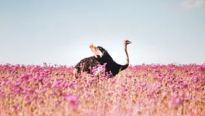 Ostrichin Purple Flower Field.jpg Wallpaper