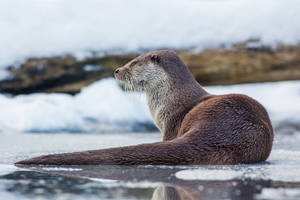 Otter Back Pose Wallpaper