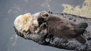 Otter With Pup Wallpaper