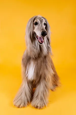 Our Furry Friend Wallpaper
