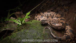 Ovophis Monticola Himalayan Mountain Viper Wallpaper