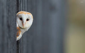 Owl Behind Wooden Fence Wallpaper