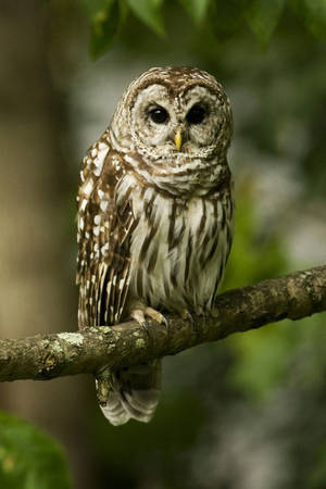 Owl On Tree Portrait Wallpaper