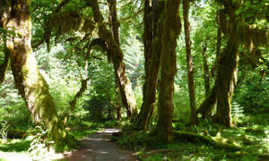 Pacific Temperate Rainforest Wallpaper