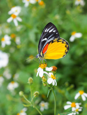 Painted Jezebel Butterfly On Flower Wallpaper