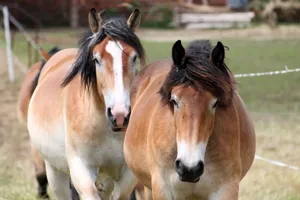 Pair Of Brown Horses Wallpaper