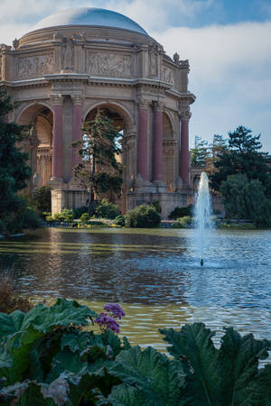 Palace Of Fine Arts Plants In Lagoon Wallpaper