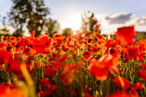 Palafrugell Poppy Field Wallpaper