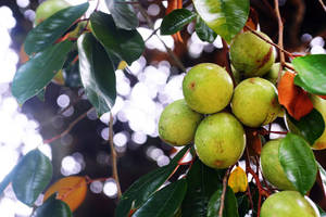 Pale Green Star Apple Above Wallpaper