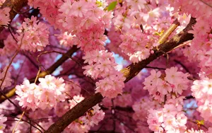 Pale Pink Cherry Blossoms Wallpaper