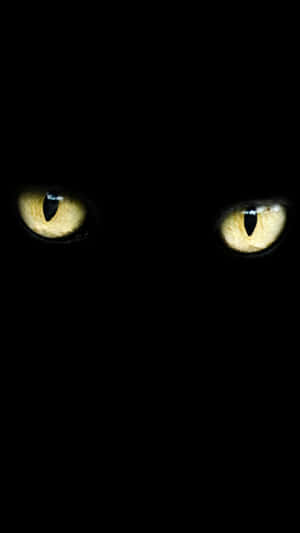 Pale Yellow Cat Eyes Black Cat Wallpaper
