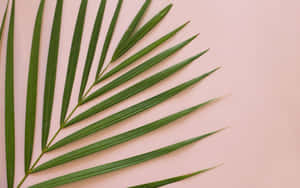 Palm Leaf Minimalist Plant Desktop Wallpaper