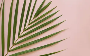 Palm Leaf Minimalist Plant Desktop Wallpaper