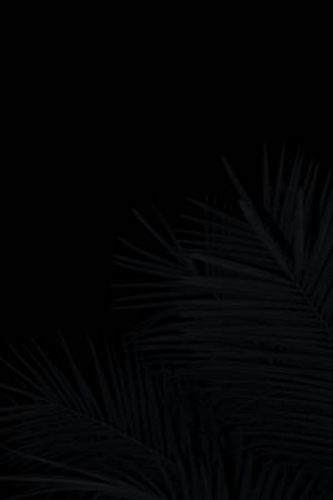 Palm Leaves Black Aesthetic Tumblr Iphone Wallpaper