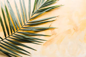Palm On Limewash Zoom Backgrounds Wallpaper