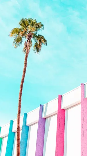 Palm Springs Coconut Tree Wallpaper