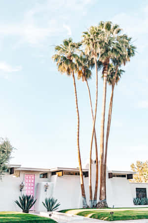 Palm Springs Tall Tree Wallpaper