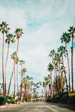 Palm Springs Tree Aisle Wallpaper
