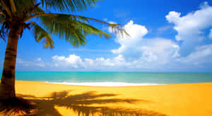 Palm Tree Beach Sunny Day Wallpaper