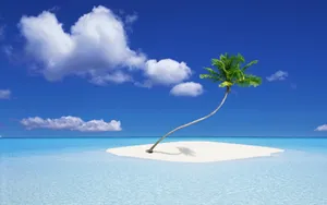 Palm Tree Desktop 1920 X 1200 Wallpaper