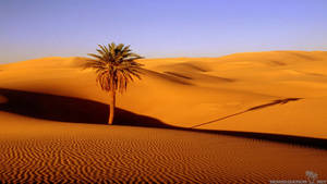 Palm Tree In Desert Wallpaper