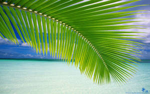Palm Tree Leaf Beach Background Wallpaper