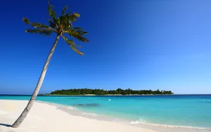 Palm Tree Sand Beach Desktop Wallpaper