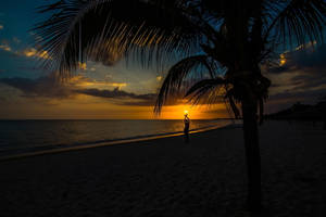 Palm Tree Sunset Dark Wallpaper