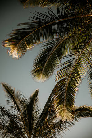 Palm Tree Under Dim Sky Wallpaper