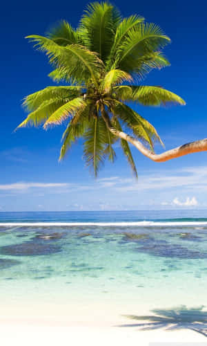 Palm Trees Beach View Clear Waters Wallpaper