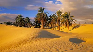 Palm Trees In Desert Wallpaper