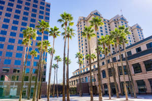 Palm Trees In Front Of Tall Buildings Wallpaper