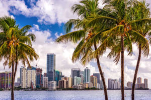 Palm Trees In Miami City Wallpaper