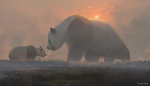 Panda And Cub Sunset Wallpaper