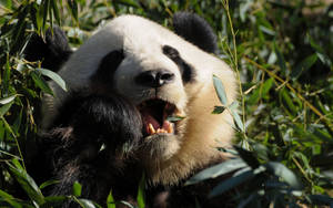 Panda Chewing Food Close-up Wallpaper