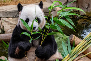 Panda Eating Bamboo Wallpaper