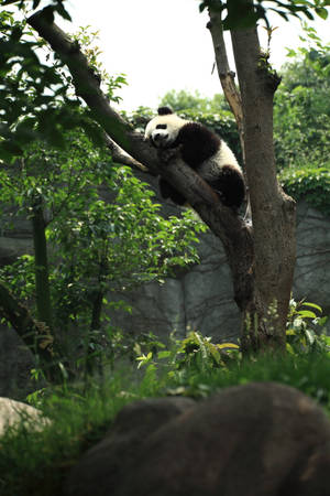 Panda Sleeping On Tree Wallpaper