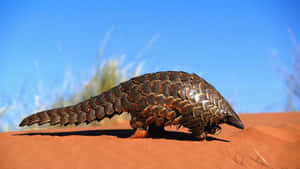 Pangolinon Sand Dune Wallpaper