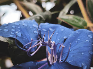 Papua New Guinea Blue Petals Flower Wallpaper