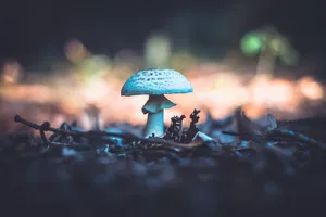 Parasol Mushroom Fungus Growing On Soil Wallpaper