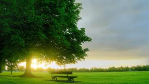Park Bench Under Tree Wallpaper