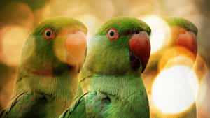 Parrot Bokeh Wallpaper