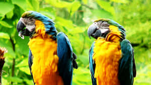 Parrot Craning Neck Wallpaper