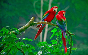 Parrots Love Birds Wallpaper