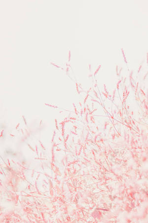 Pastel Ipad Pink Flower Twigs Wallpaper