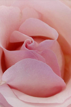 Pastel Phone Pink Rose Flower Wallpaper